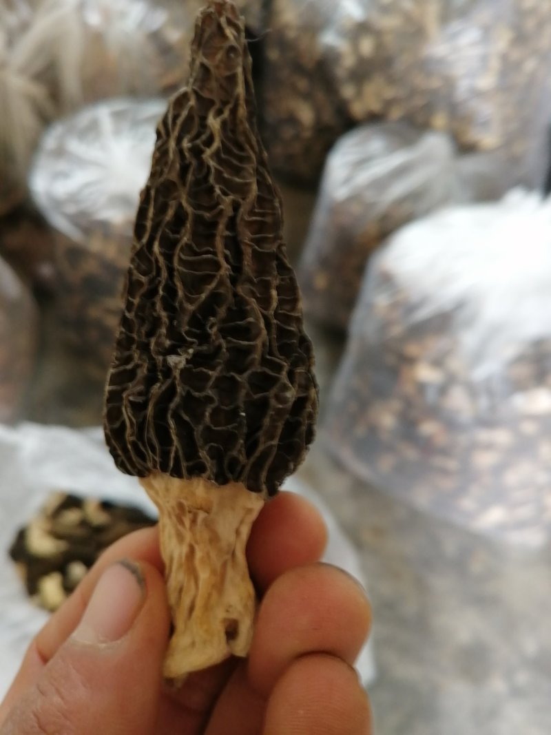 羊肚菌干品