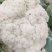 花菜有机散花青更白面基地直供超可供市走市场万亩基地量大