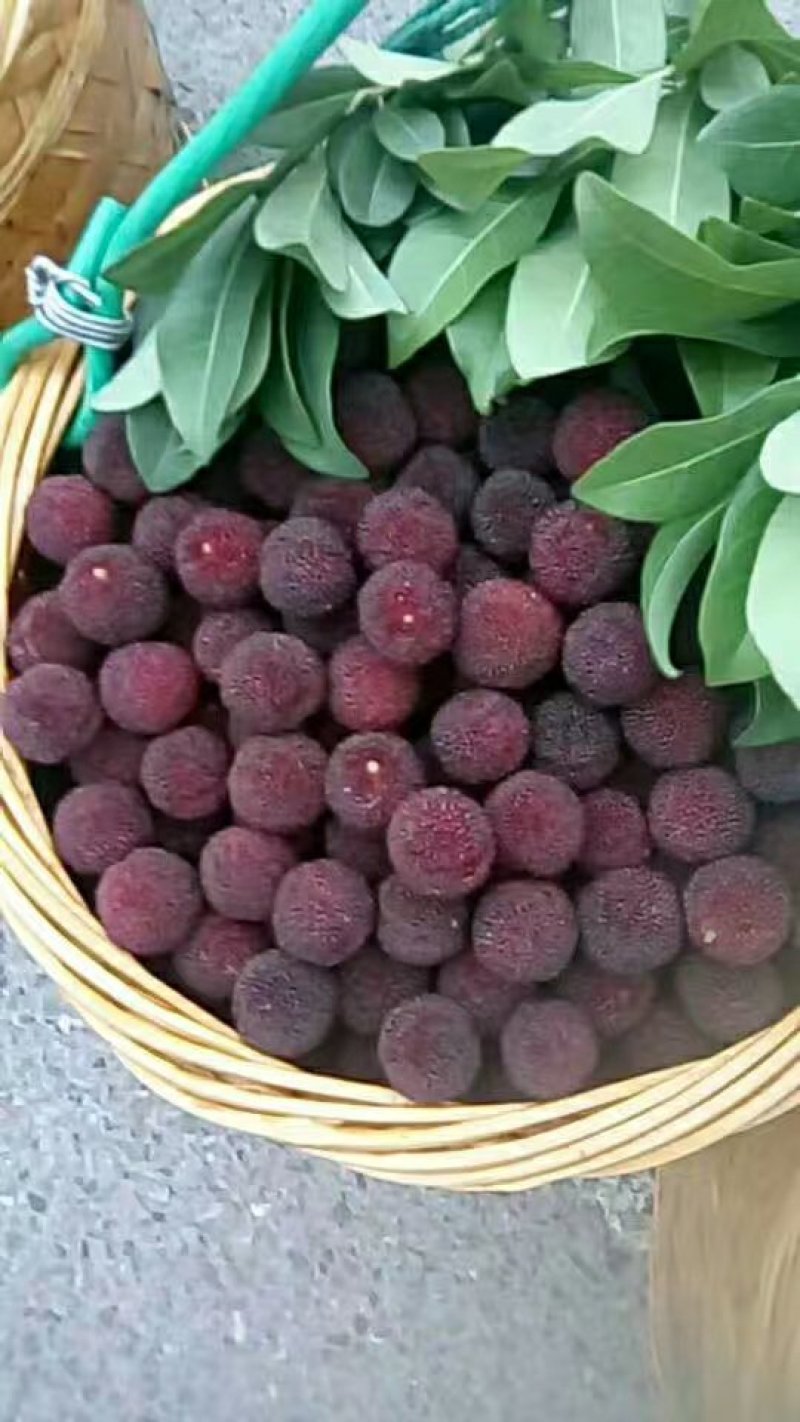 黑炭，东魁杨梅