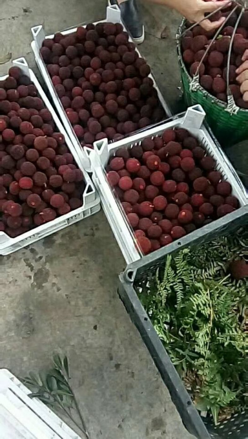 黑炭，东魁杨梅