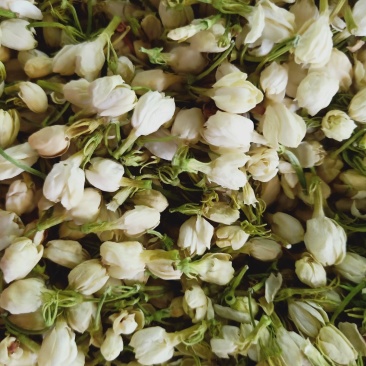 茉莉花