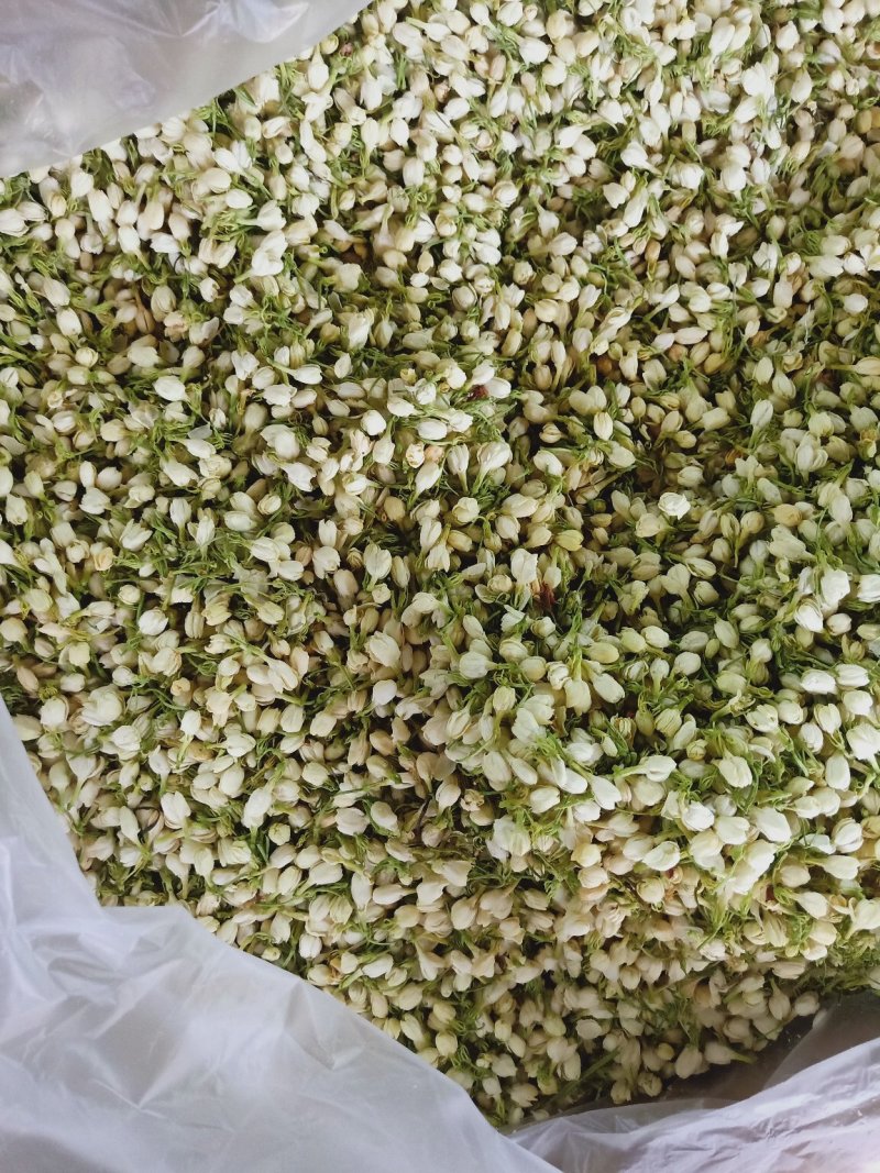 茉莉花