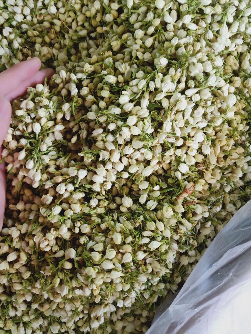 茉莉花