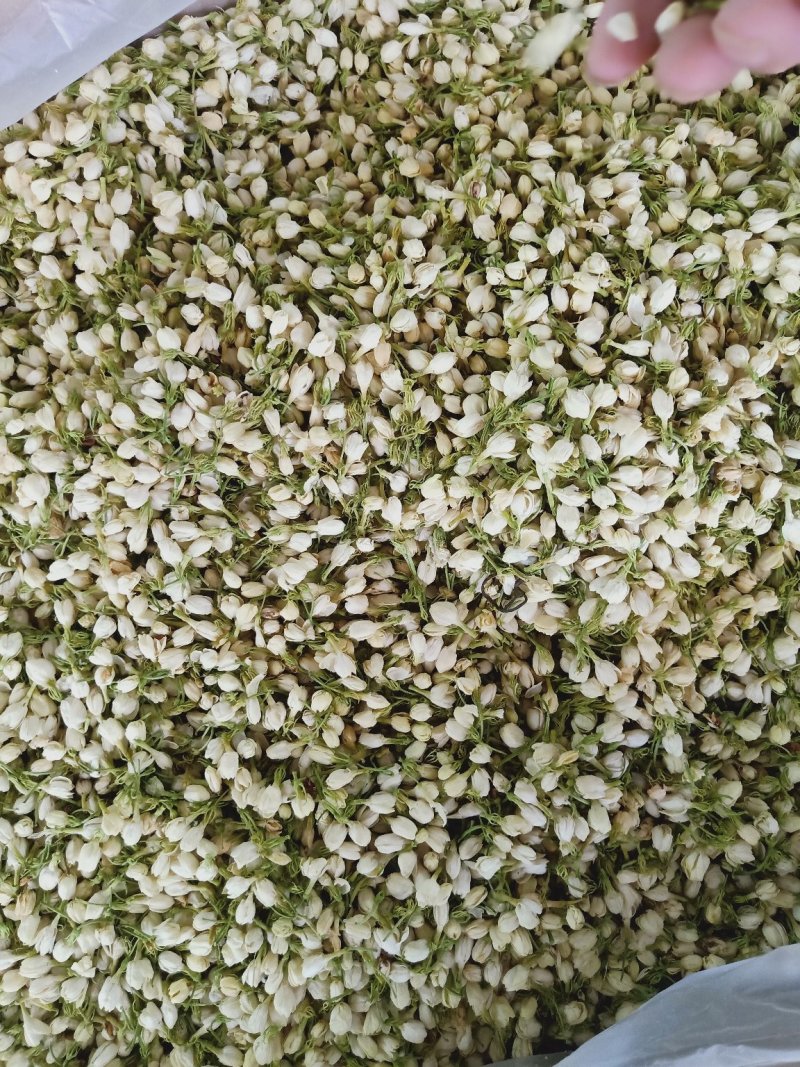 茉莉花