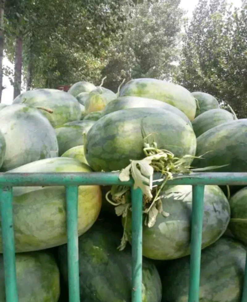【推荐产品】龙卷风西瓜开封龙卷风西瓜产地直发量大从优