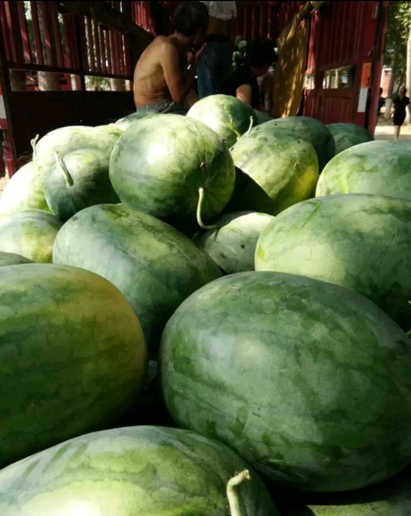 【推荐产品】龙卷风西瓜开封龙卷风西瓜产地直发量大从优