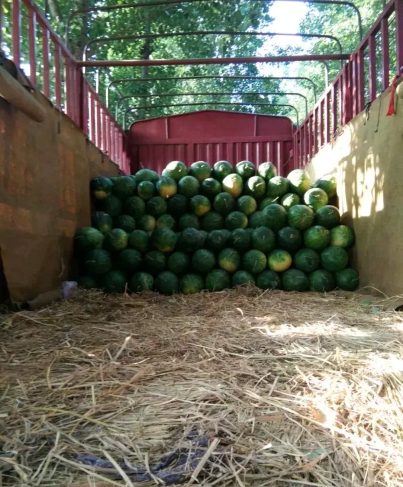 【推荐产品】龙卷风西瓜开封龙卷风西瓜产地直发量大从优