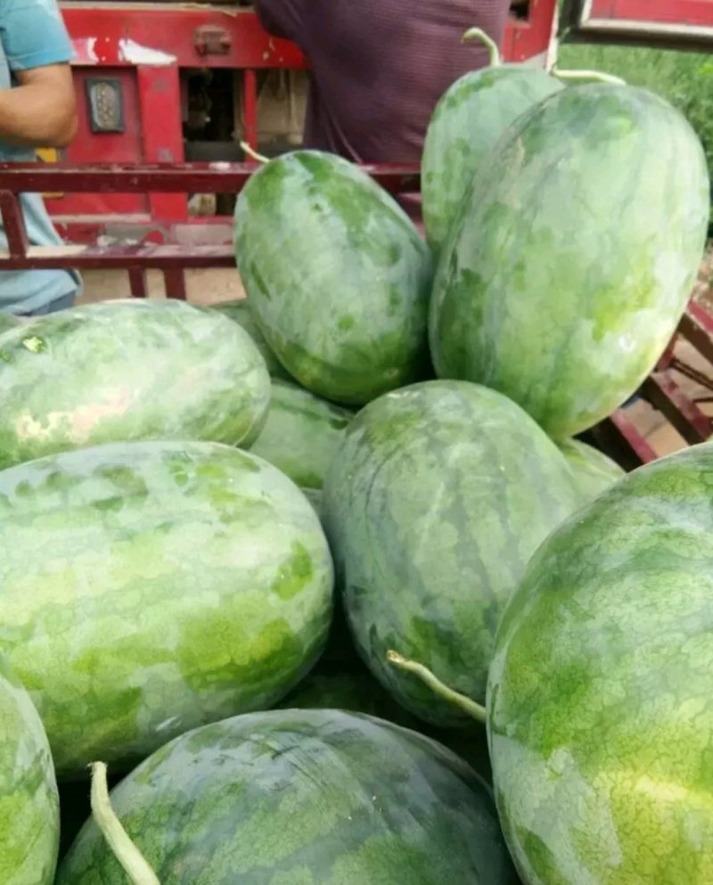 【推荐产品】龙卷风西瓜开封龙卷风西瓜产地直发量大从优