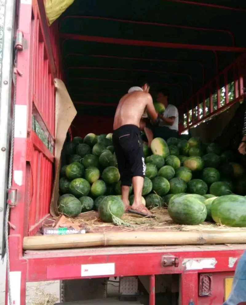 【推荐产品】龙卷风西瓜开封龙卷风西瓜产地直发量大从优