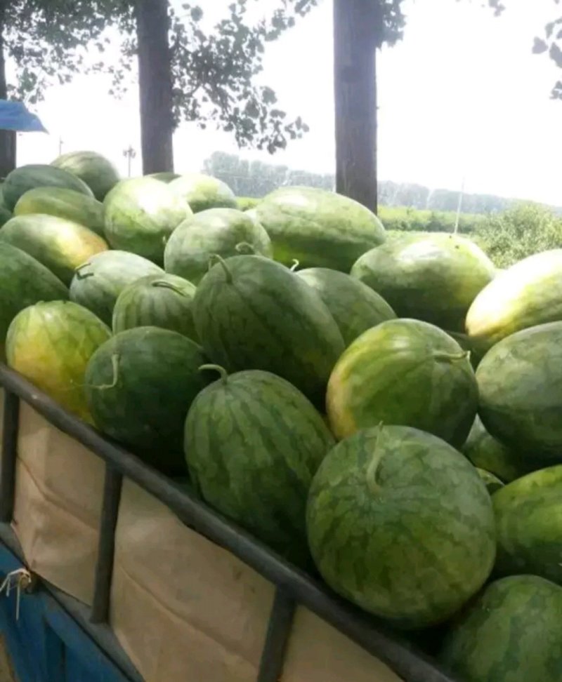 【推荐产品】龙卷风西瓜开封龙卷风西瓜产地直发量大从优