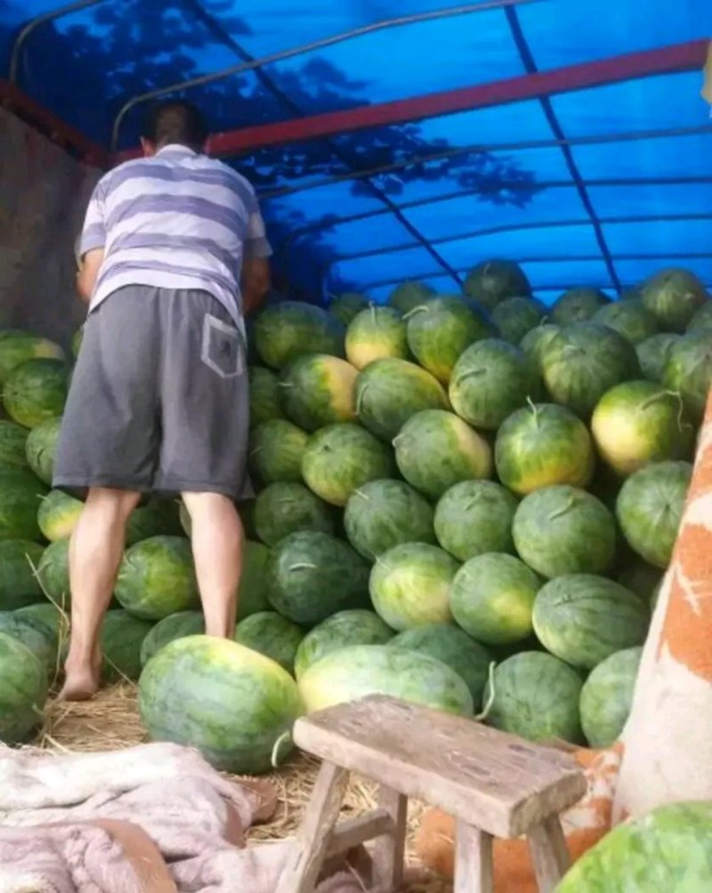 【推荐产品】龙卷风西瓜开封龙卷风西瓜产地直发量大从优