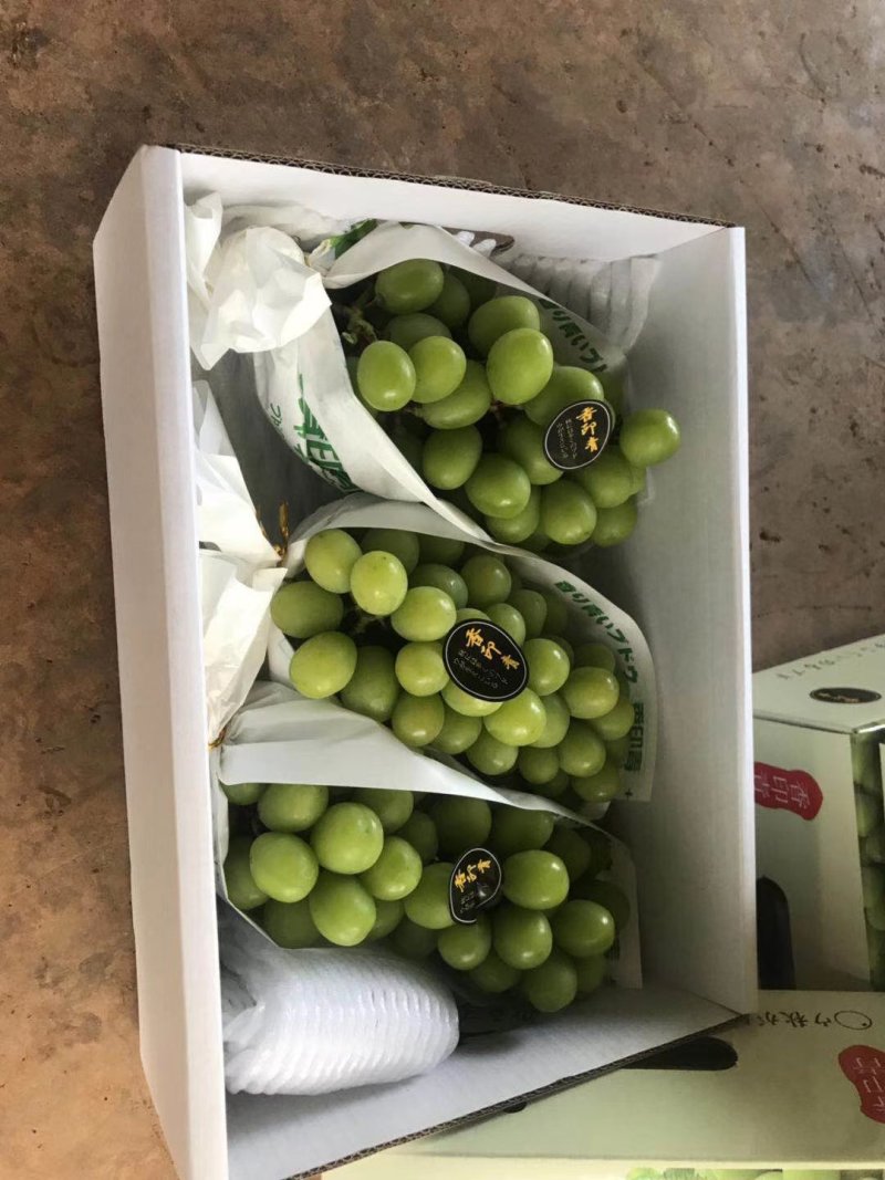 【云南葡萄】阳光玫瑰葡萄皮薄肉厚脆甜可口手留余香欢迎咨询
