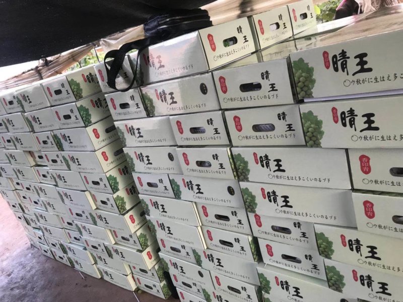 【云南葡萄】阳光玫瑰葡萄皮薄肉厚脆甜可口手留余香欢迎咨询
