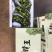 【云南葡萄】阳光玫瑰葡萄皮薄肉厚脆甜可口手留余香欢迎咨询
