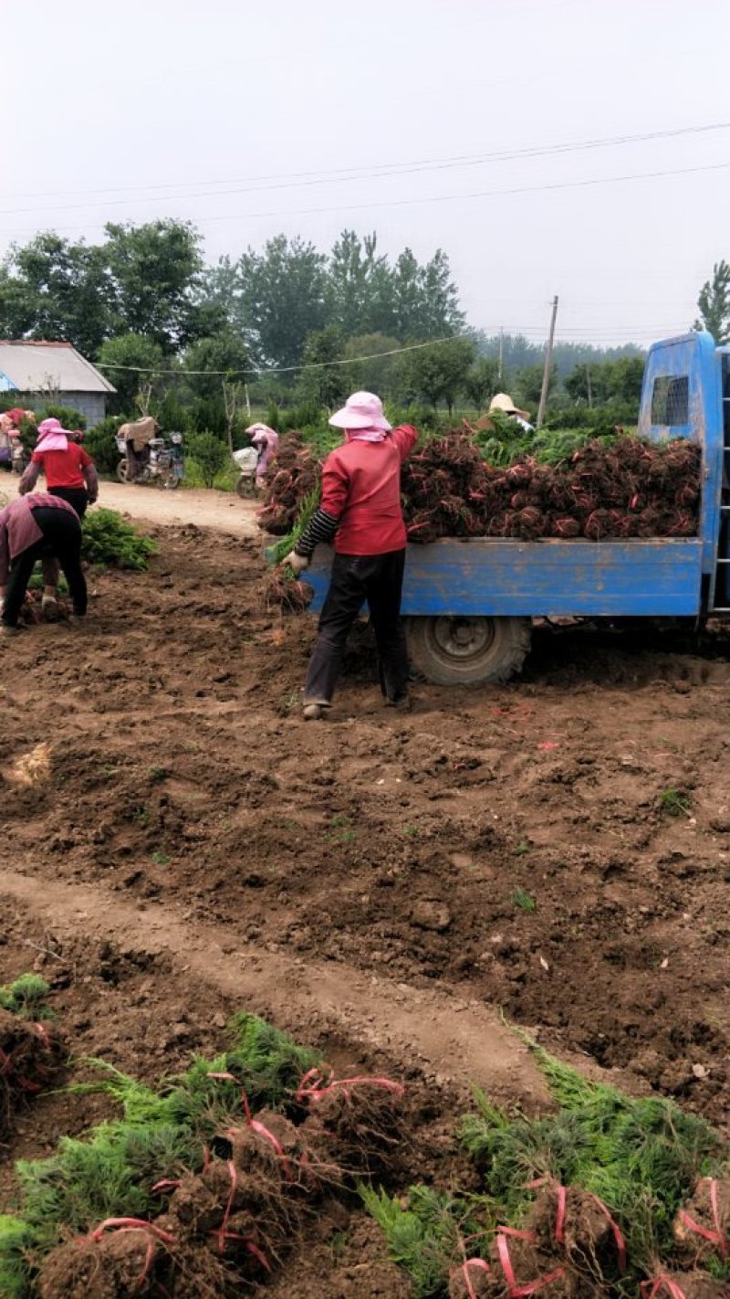 龙柏苗苗高30～50公分左右基地直销欢迎选购