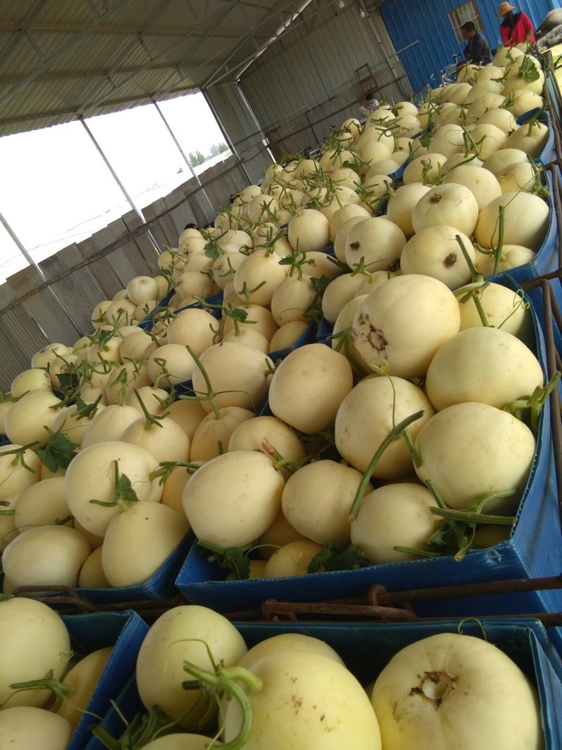 白莎蜜甜瓜0.5斤以上通货，产地直发。欢迎进店联系
