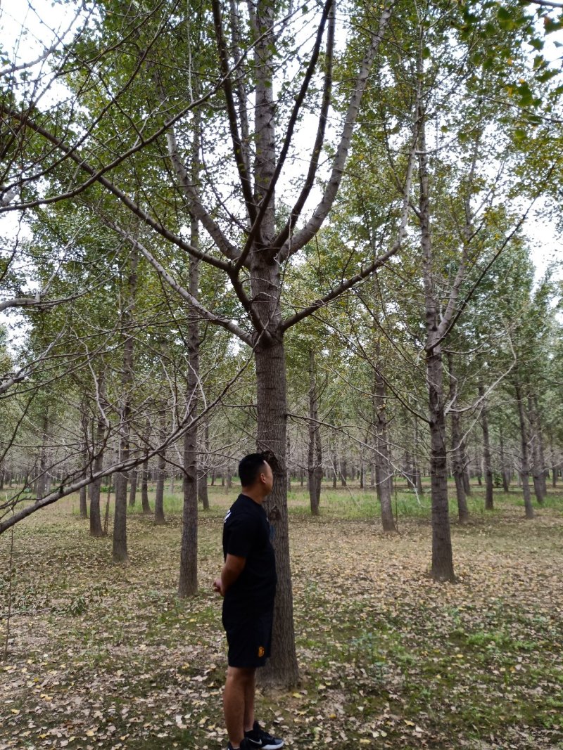 大量供应美国红枫银杏树大树