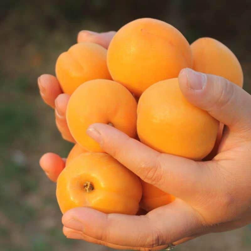 陕西水果大棚丰园红杏，金太阳，金寿，凯特四月十号大量上市