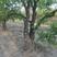 古枣树，枣树苗，百年古枣树，百年古枣树桩，生长一百多年古