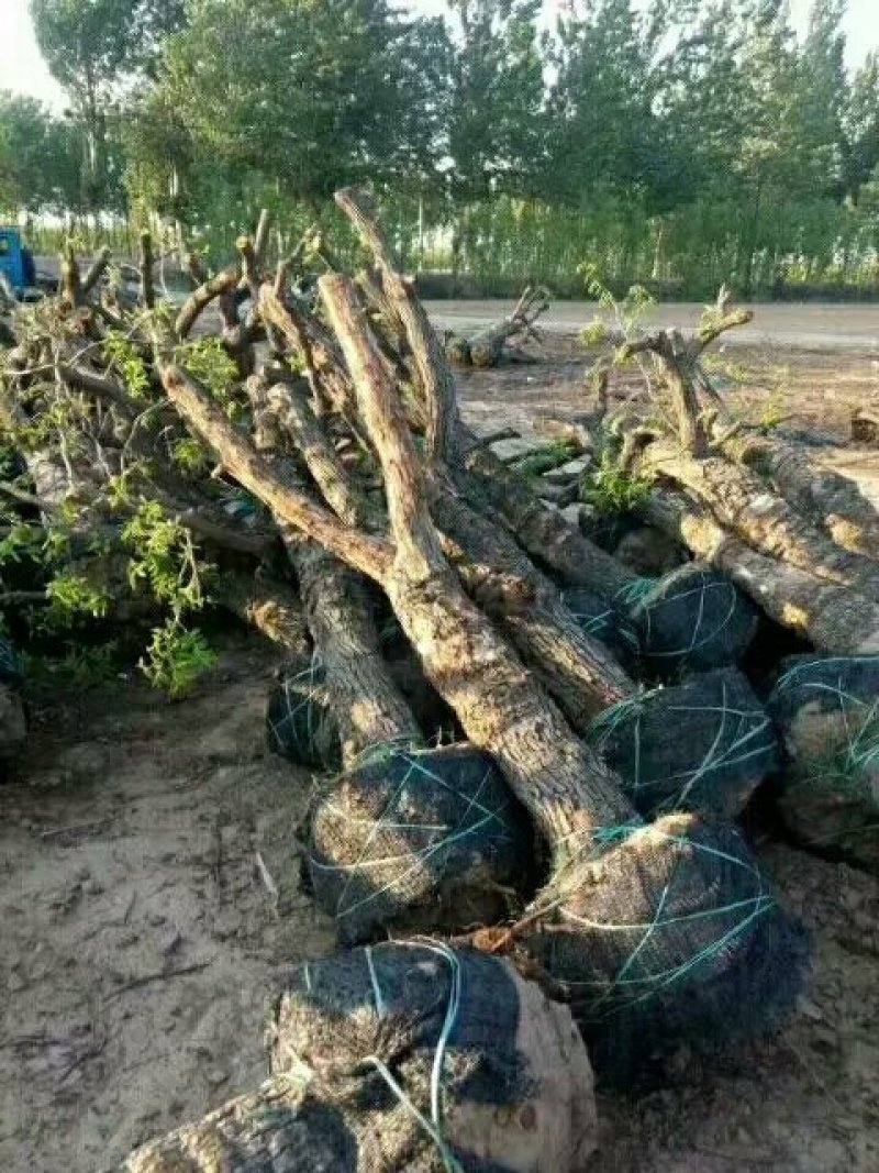 古枣树，枣树苗，百年古枣树，百年古枣树桩，生长一百多年古