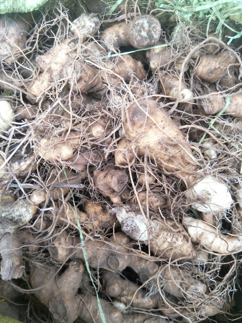 出售姜型黄精鲜货种茎出售