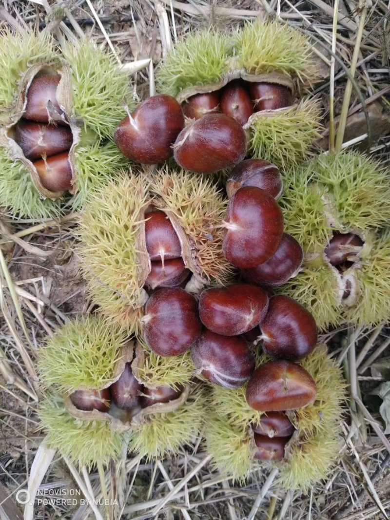 金泉板栗