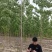 速生杨