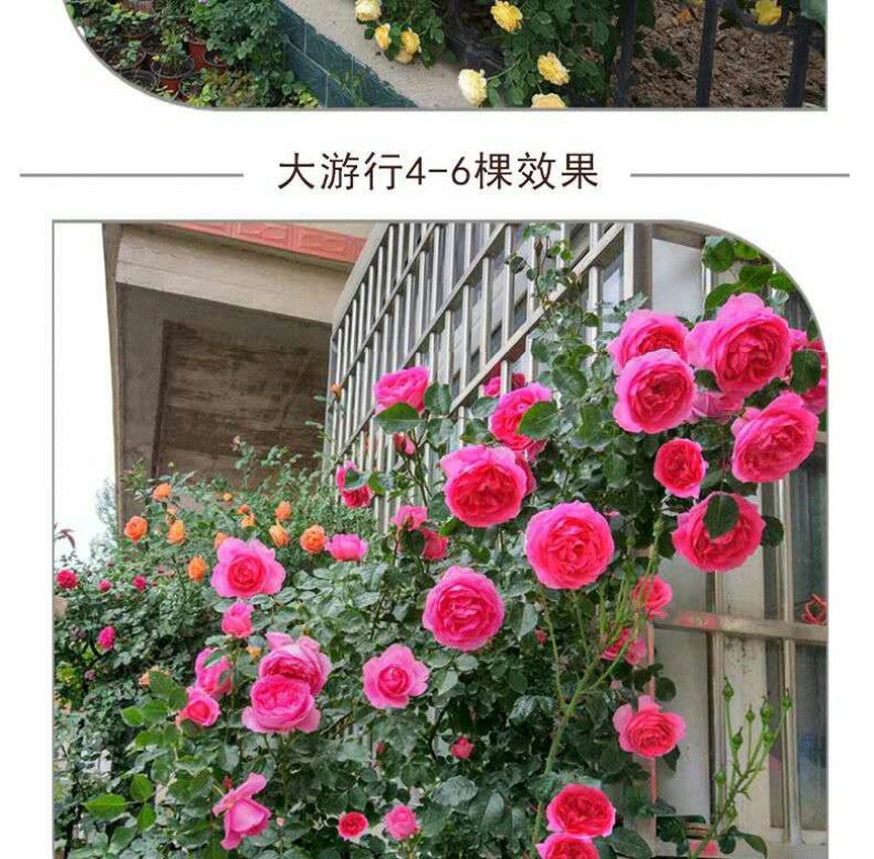 欧月蔷薇花苗阳台庭院月季花苗爬藤月季四季开花小苗含育苗盆