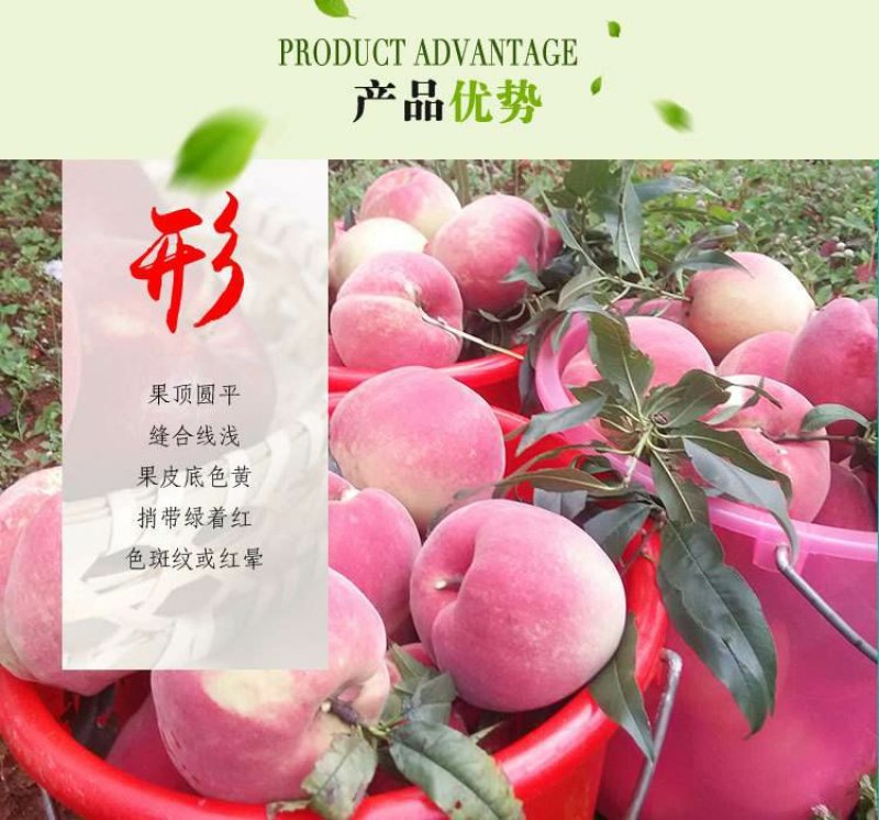 雪桃苗晚熟品种，甜度高，多个品种免费后期指导