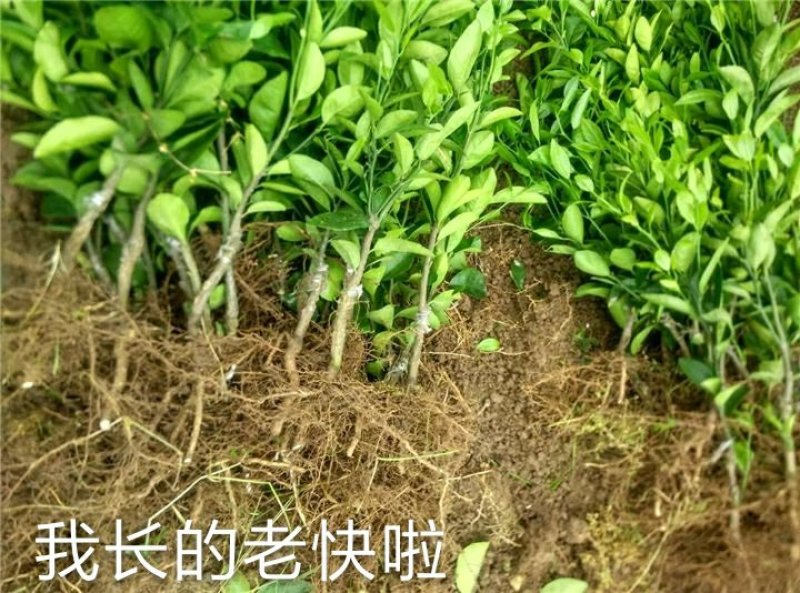 明日见柑橘苗，新品种，汁水足，包品种免费后期指导