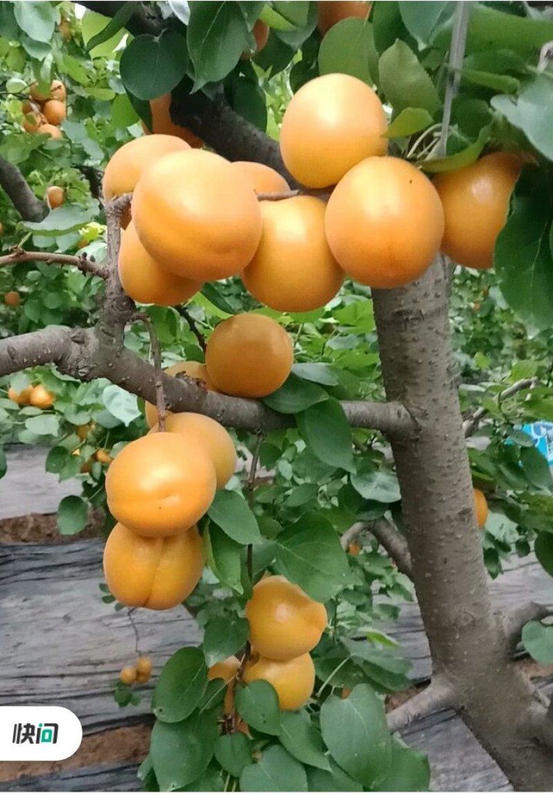 山西临猗金太阳杏大量供应中，对接加工厂，社团，批发市场，