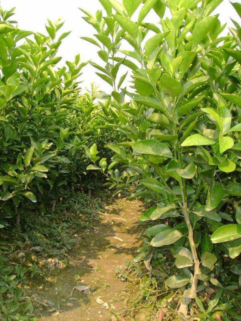 春见苗，甜度高，水分足，包品种免费后期指导
