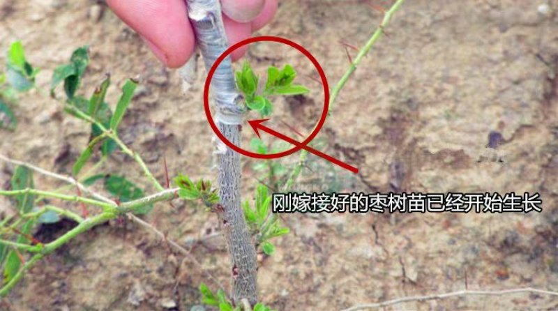 冬枣树苗，脆甜可口，甜度高，免费后期指导包品种