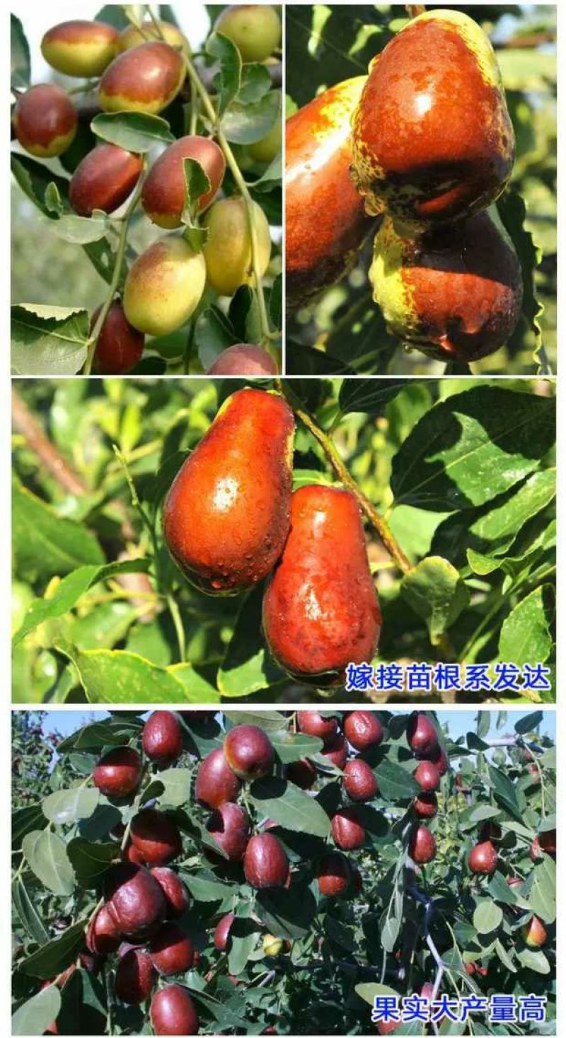 冬枣树苗，脆甜可口，甜度高，免费后期指导包品种