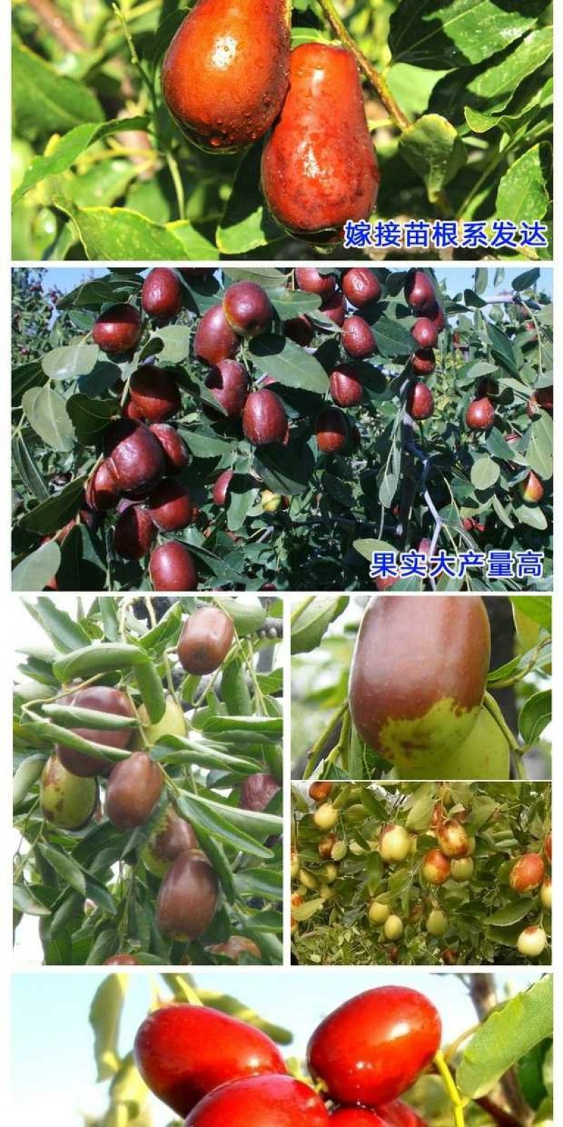 冬枣树苗，脆甜可口，甜度高，免费后期指导包品种