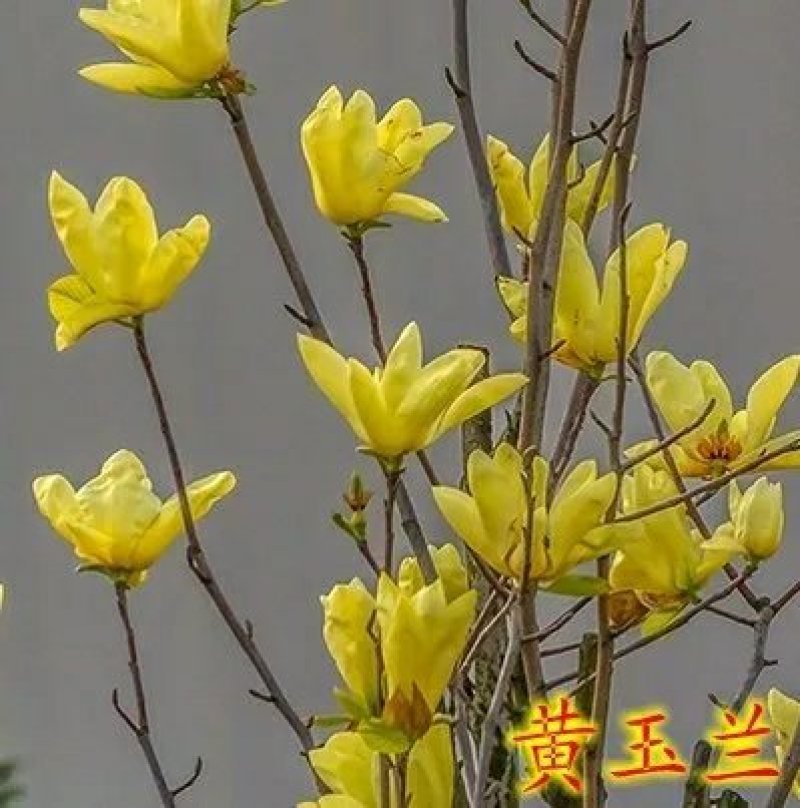 红玉兰树供应多个品种，玉兰苗，玉兰花苗，红黄白紫，广玉兰