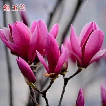 红玉兰树供应多个品种,玉兰苗,玉兰花苗,红黄白紫,广玉兰