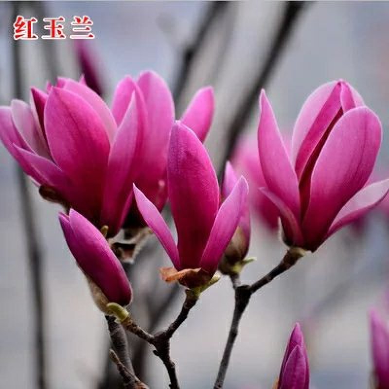红玉兰树供应多个品种，玉兰苗，玉兰花苗，红黄白紫，广玉兰