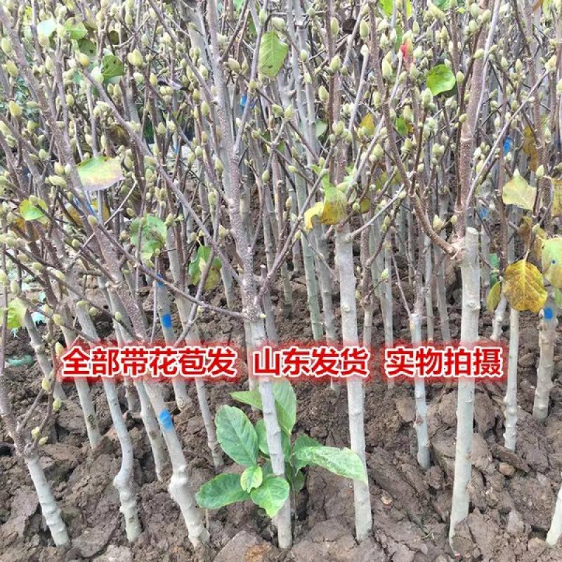 红玉兰树供应多个品种，玉兰苗，玉兰花苗，红黄白紫，广玉兰