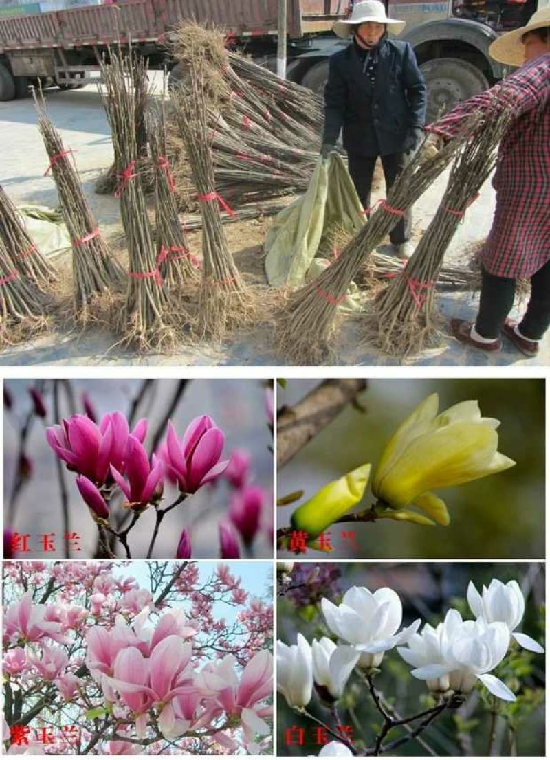 红玉兰树供应多个品种，玉兰苗，玉兰花苗，红黄白紫，广玉兰
