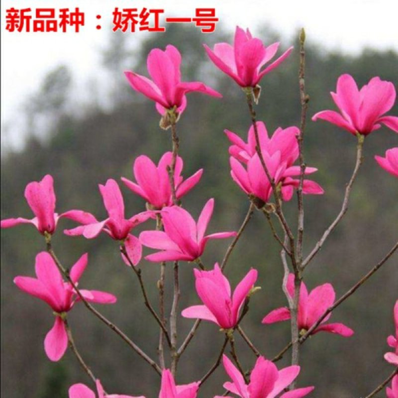 红玉兰树供应多个品种，玉兰苗，玉兰花苗，红黄白紫，广玉兰