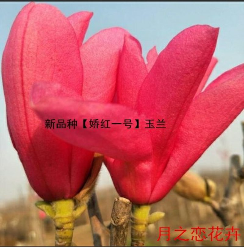 红玉兰树供应多个品种，玉兰苗，玉兰花苗，红黄白紫，广玉兰