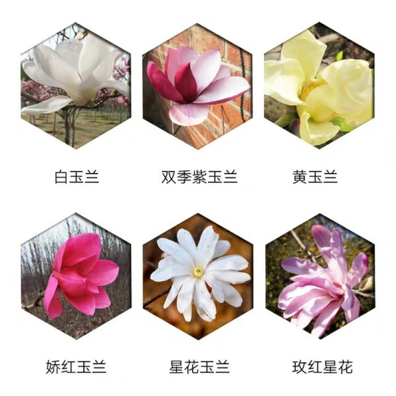 红玉兰树供应多个品种，玉兰苗，玉兰花苗，红黄白紫，广玉兰