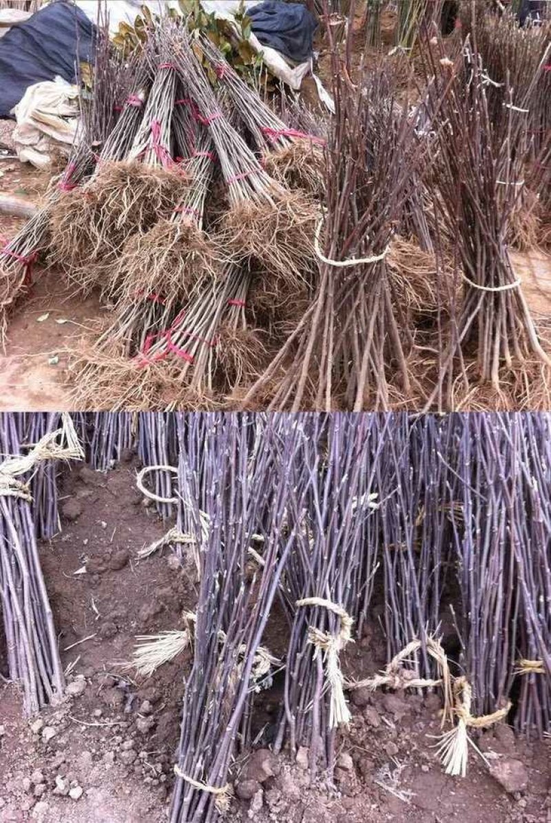 红玉兰树供应多个品种，玉兰苗，玉兰花苗，红黄白紫，广玉兰