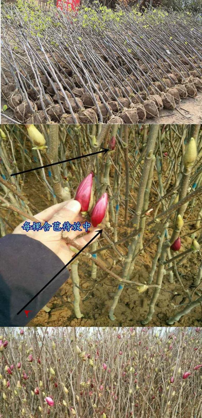 红玉兰树供应多个品种，玉兰苗，玉兰花苗，红黄白紫，广玉兰