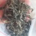 纯手工加工古树茶