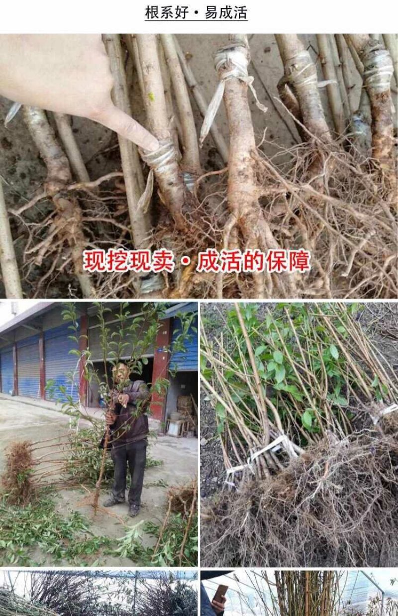 大红袍李子，颜色红润，口感独特多个品种免费后期指导包品种