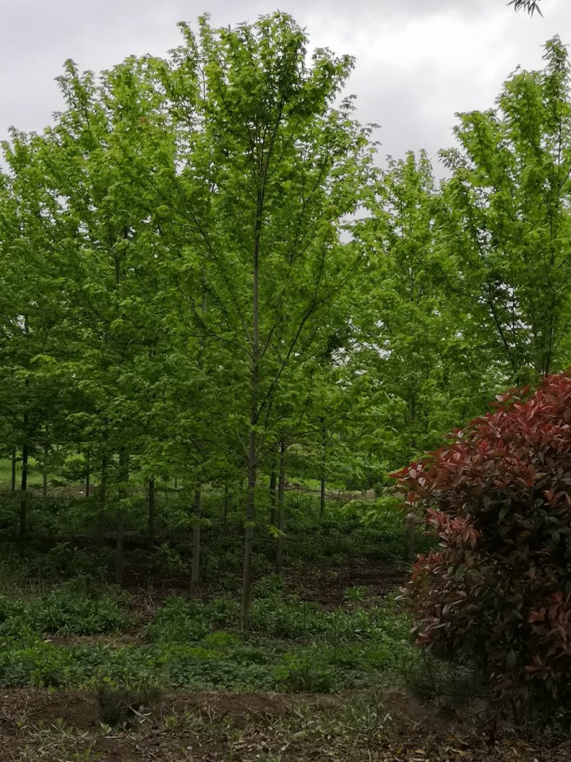 美国红枫秋火焰5-20公分量大供应要的抓紧预订