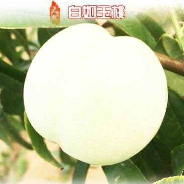 白如玉桃树,颜色独特,脆甜可口供应多个品种,免费后期指导