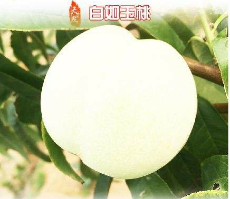 白如玉桃树，颜色独特，脆甜可口供应多个品种，免费后期指导